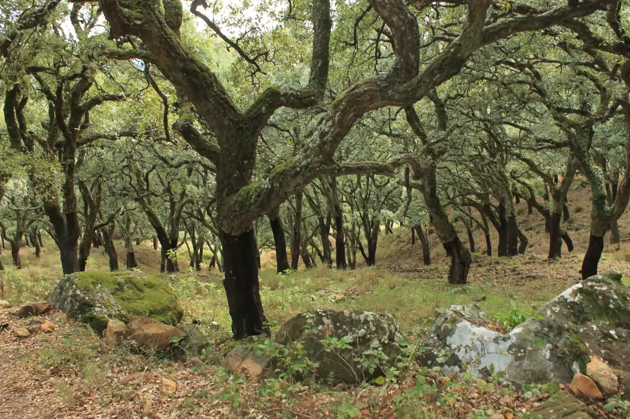 Parque Natural de Los Alcornocales (Andalucía): Entre Nieblas y Leyendas