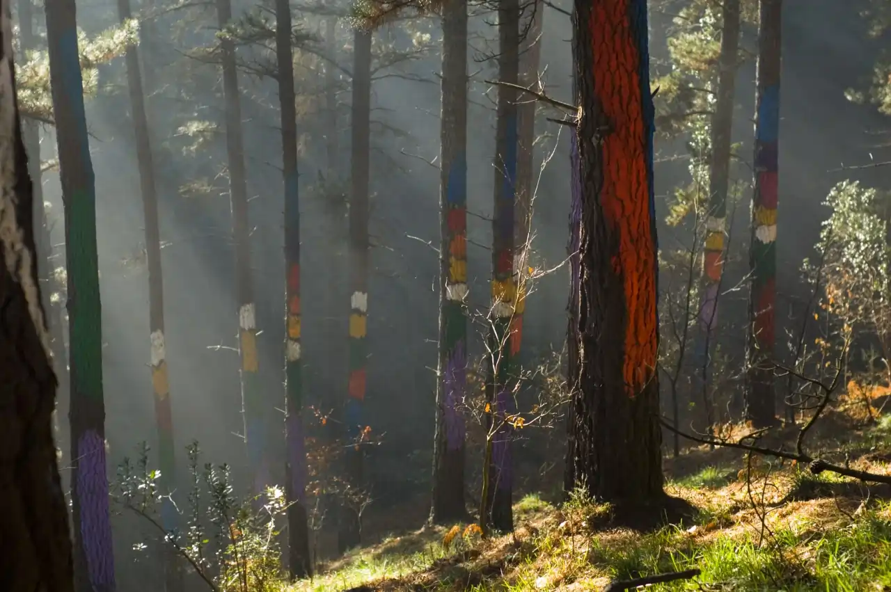 El Bosque de Oma (Bizkaia): Arte y Naturaleza Fusionados