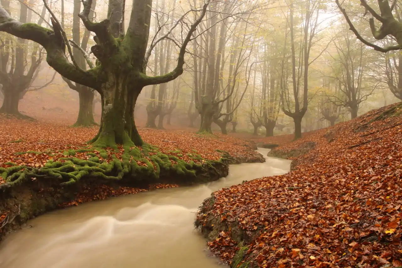 El Bosque Otzarreta (Bizkaia): Un Portal a lo Mágico