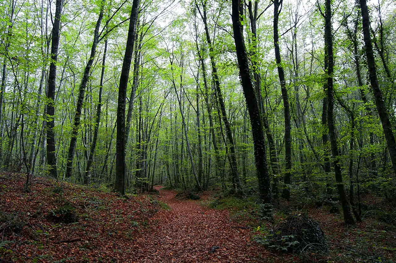 La Fageda d'en Jordà (Cataluña): Sobre un Mar de Lava