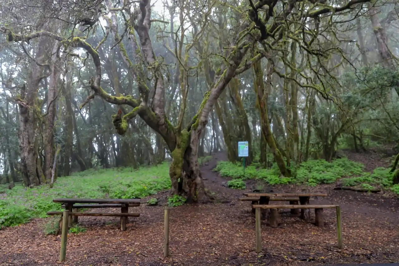 Parque Nacional de Garajonay (Canarias): Ecos de un Pasado Ancestral