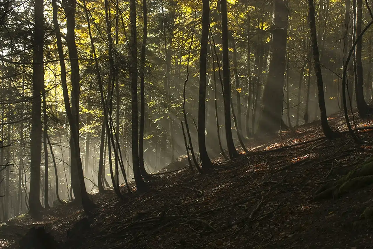 Selva de Irati (Navarra): Un Bosque de Cuentos de Hadas