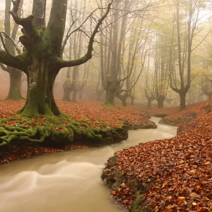 Bosques Encantados Fascinantes Espana de España